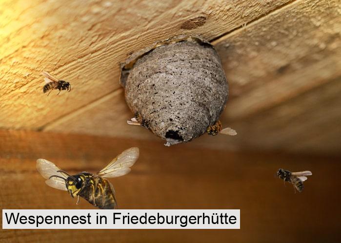 Wespennest in Friedeburgerhütte